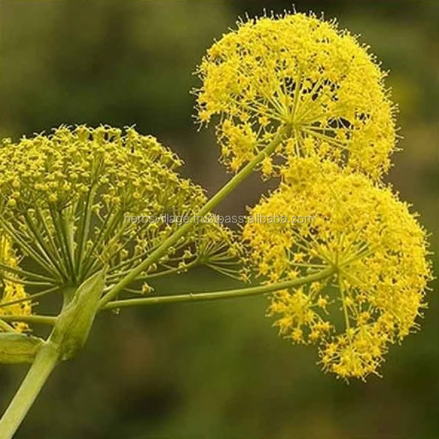 100% Pure Galbanum Essential Oil At Wholesale Price From India