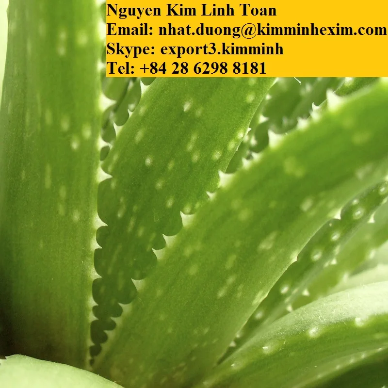 ALOE VERA LEAVES