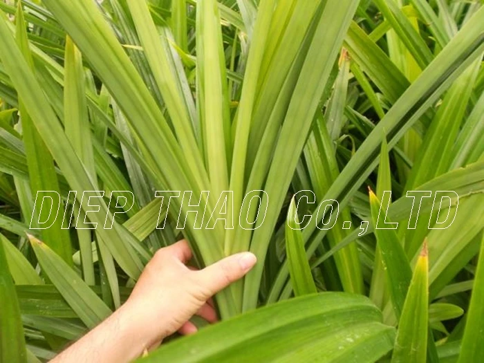 SPINACH LEAF/ PANDAN LEAF ( FRESH/FROZEN/DRIED/POWDER) FOR EXPORT