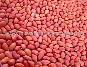 Red Peanut,blanched Peanut Kernels,Bold PeanutsBlanched Peanuts Java Peanuts/ Raw