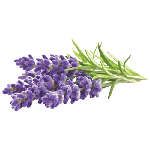 wholesale lavender hydrosol OEM Export for skin care in Bulk Quantity | Lavender Hydrosol Bulk Exporter