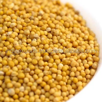 Best Quality Bold Yellow Mustard Seeds