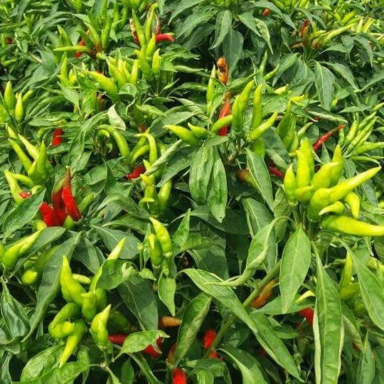 
MARUTI - KIRTI CHILLI SEEDS (UPRIGHT) 