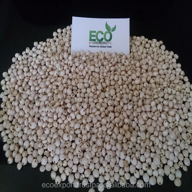 Молочный белый сорго