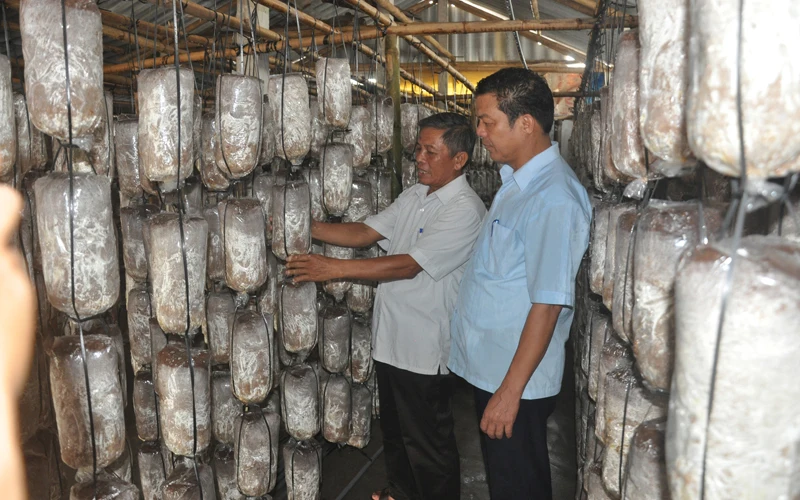 
GOOD PRICE DRIED OYSTER MUSHROOM 2021/Whatsapp +84 845 639 639 