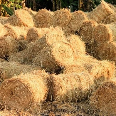 Vietnam Rice Straw For Animal Feed & BBQ Tools
