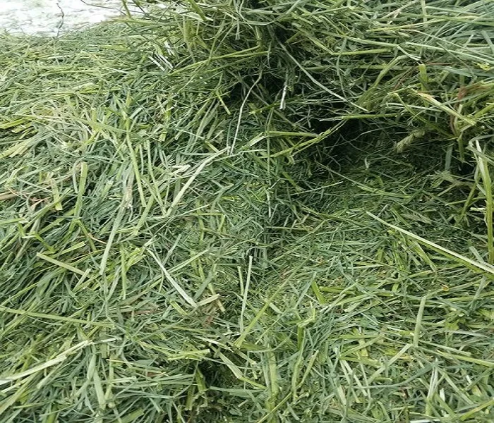 Premium Alfalfa Hay, Rhodes Grass, Oats Hay Ready / Oats Hay Animal Feed for Sale