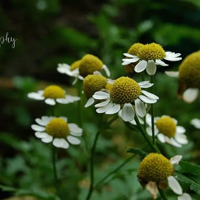 100% Pure Natural Chamomile Roman Hydrosol (Floral Water)