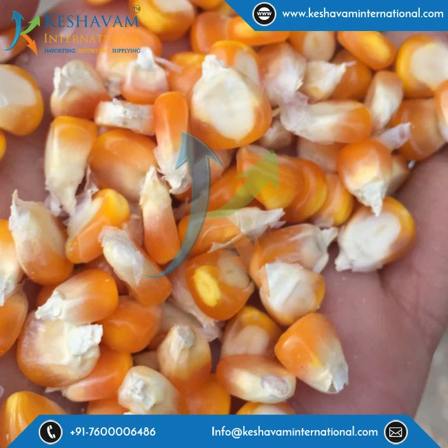 Dried and Sweet Yellow Maize/Corn for Bulk Supply