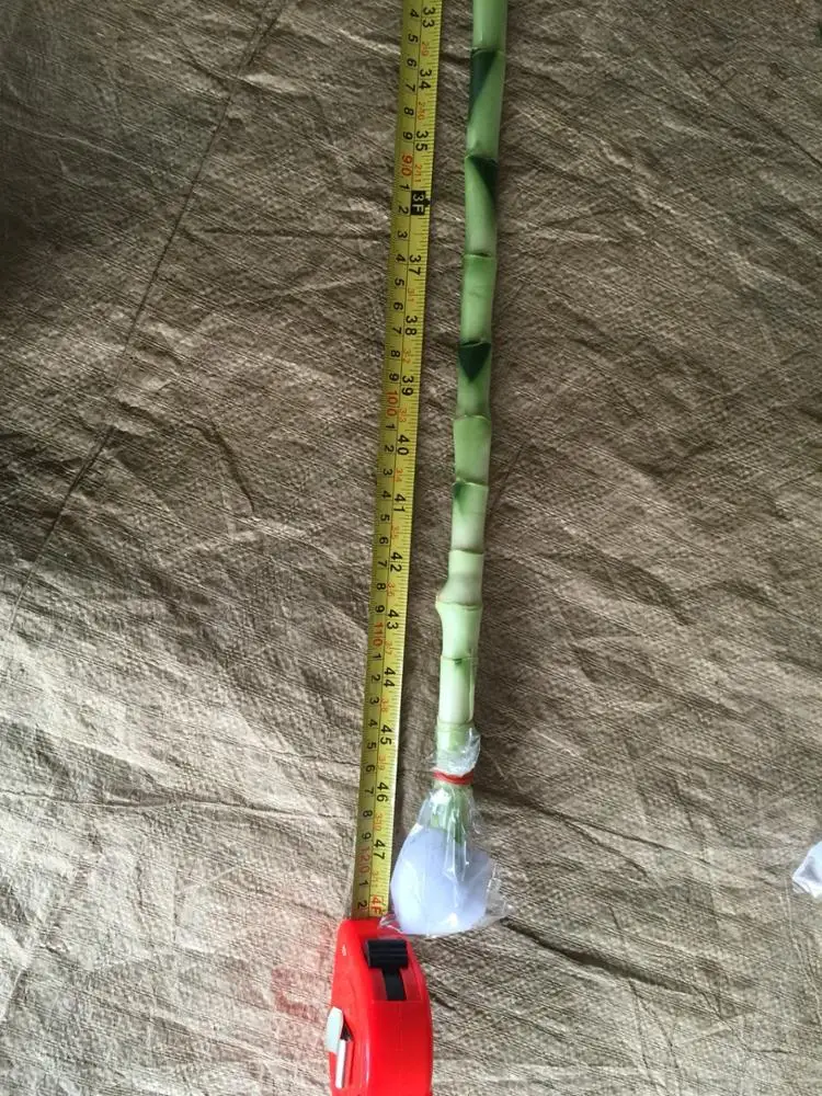 
Thailand Wholesale Fresh Cut Spiral Draceana Lucky bamboo 