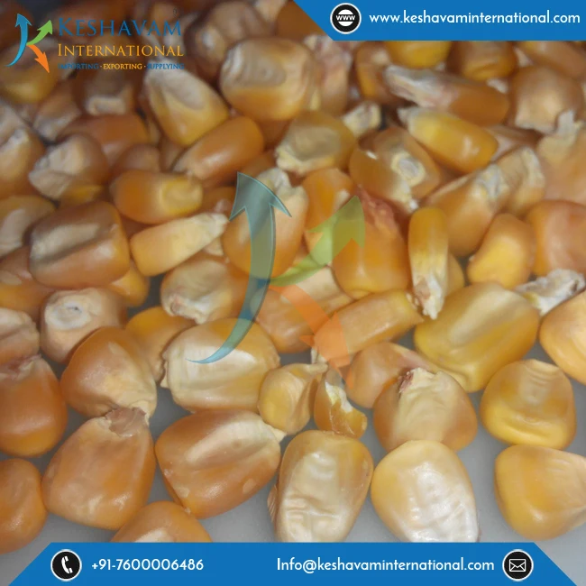 
Widely Exported From India Yellow Corn Maize Bulk Product 