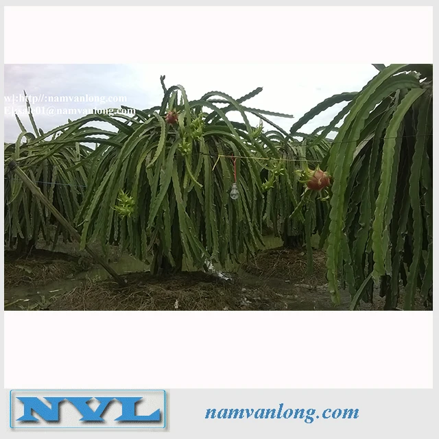 Экспорт свежих фруктов дракона высокого качества и по конкурентоспособной цене