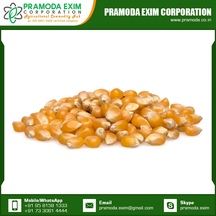 
Wholesale Price Yellow Corn Export Quality Dried Yellow Maize Corn for Sale 