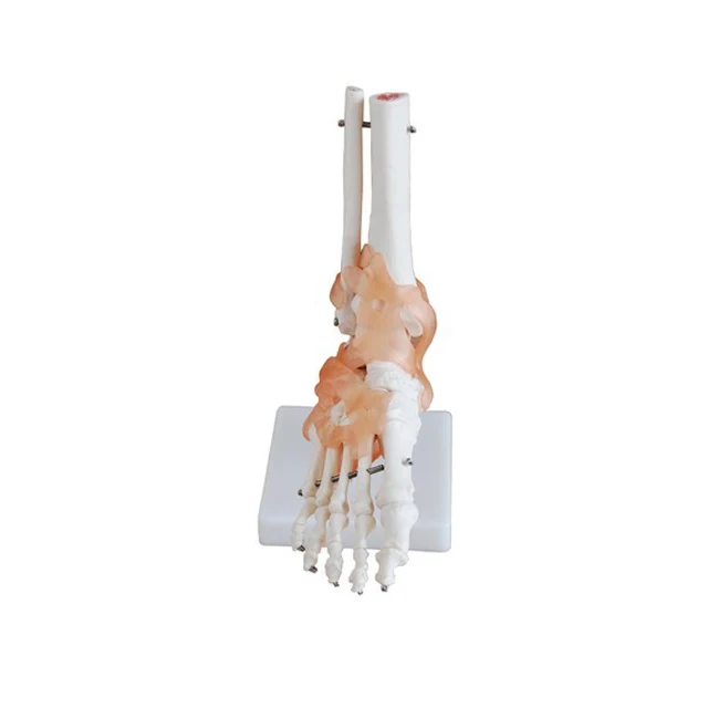 Bulk Sale Foot Joint with Ligaments Model For Medical Lab