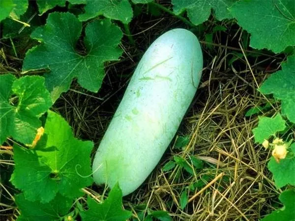 
HIGH QUALITY FRESH WINTER MELON in 2020 