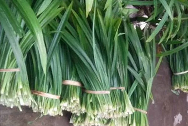 High quality pandan leaves from Viet Nam /contact to +84-845-639-639 Ms.Holiday