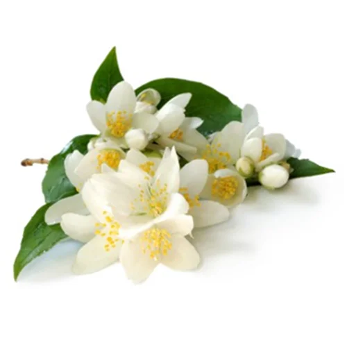 100% Organic Natural Jasmine Hydrosol Global Exporters to Hongkong / Singapore / Malaysia