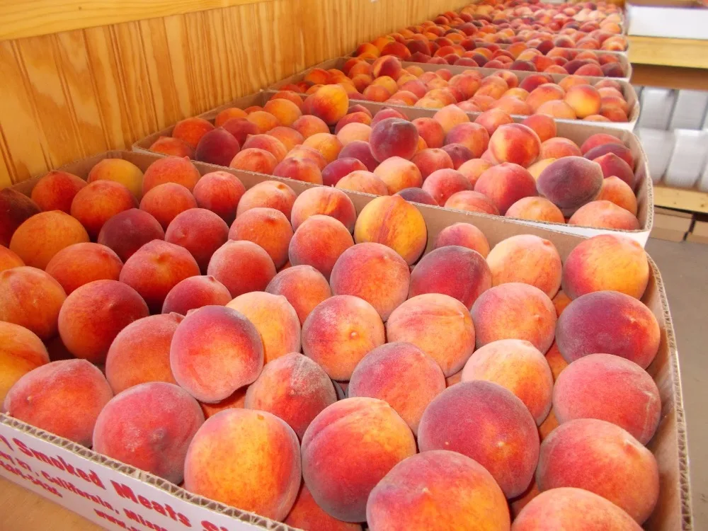
High Quality Fresh Sweet Peaches 