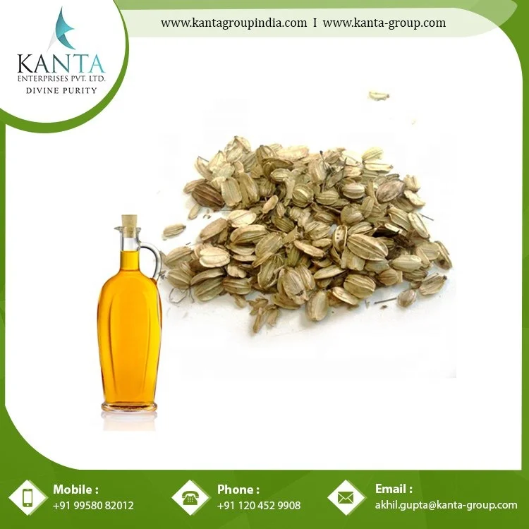 Pure Organic Angelica Essential Oil  helps in Protecting the Liver Available at Best Price in India