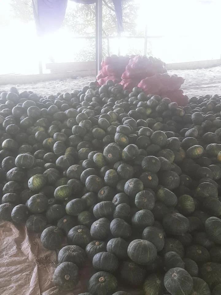 Fresh Pumpkin With The Best Quality