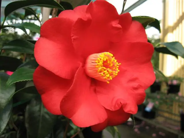 High Quality Best Cosmetic Skin Camellia Essential Oil