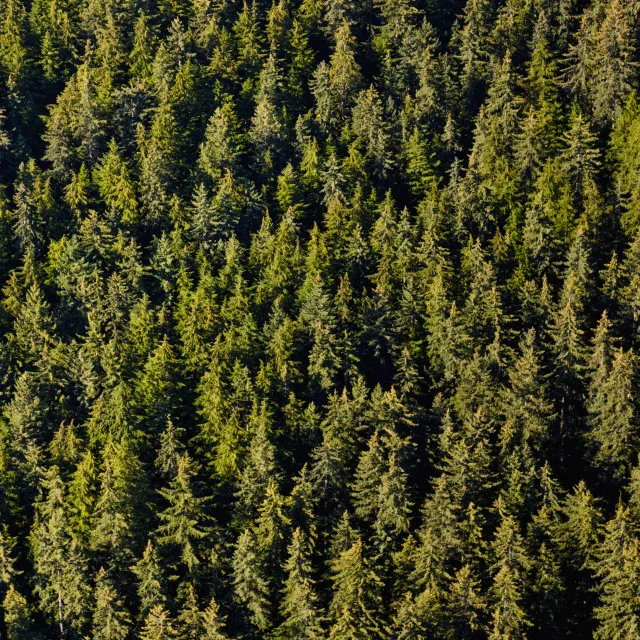 Black Spruce 100%  Natural and Pure  Hydrosol Floral Water