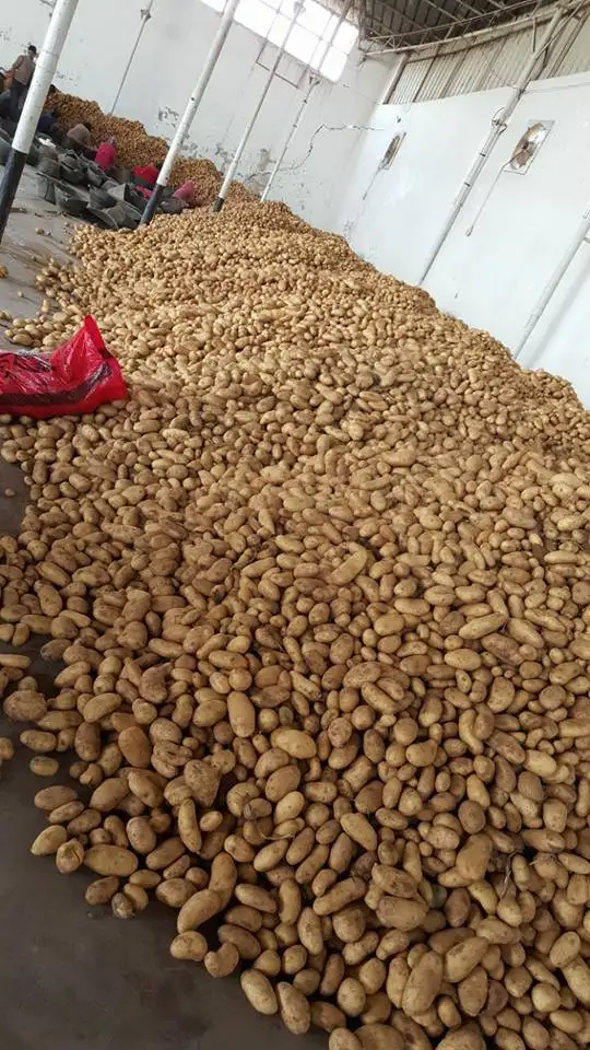 
Fresh Potatoes , Spunta , Rozetta , Kara , Fresh crop for sale 2019 ready to export 