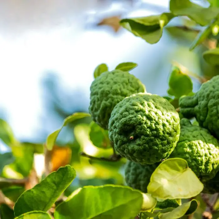 Best Wholesale Supplier for Bergamot Oil