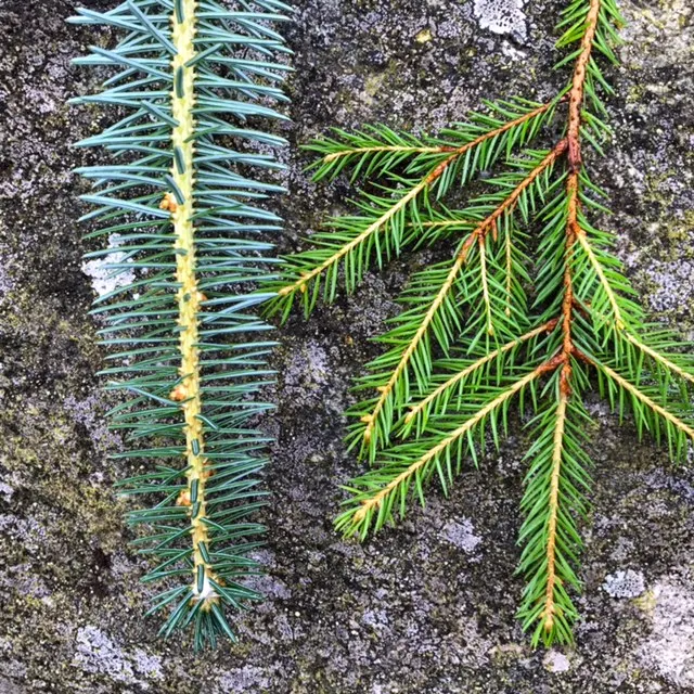 Black Spruce 100%  Natural and Pure  Hydrosol Floral Water