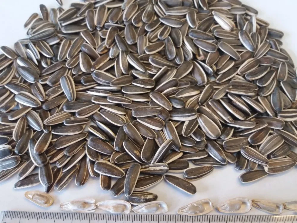 Confactionary Sunflower seeds Dakota type