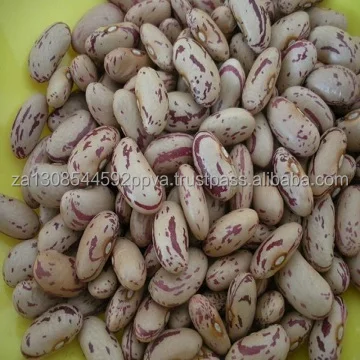  Новый урожай сахарной фасоли легкая зернистая