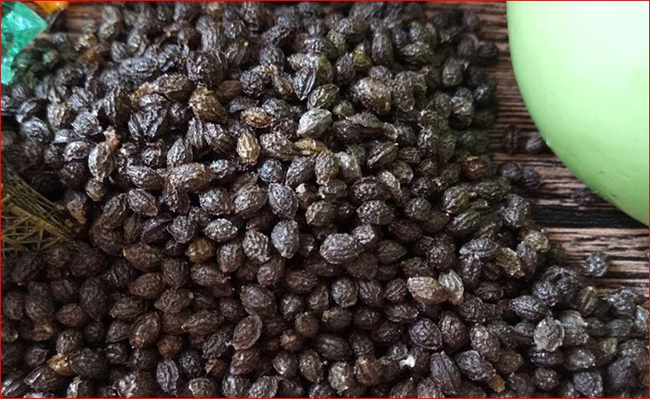 Семян Папайи