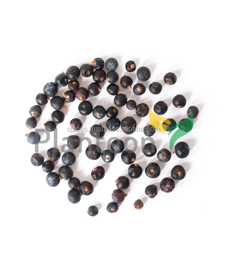 Juniper berries - Juniperus communis