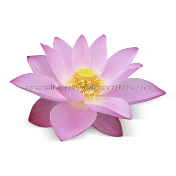 Pink Lotus Oil Export Quality Cosmetic Essential Oil