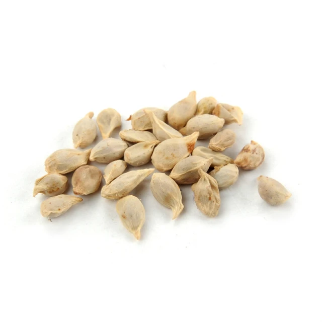 
Hybrid Lemon Seeds 