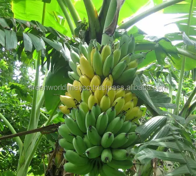 VIETNAMESE GREEN CAVENDISH BANANA WITH CHEAP PRICE