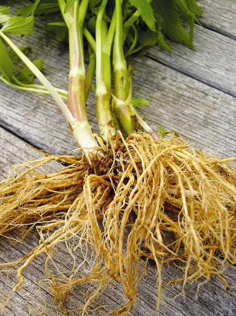 Natural Pure Valerian Root Oil