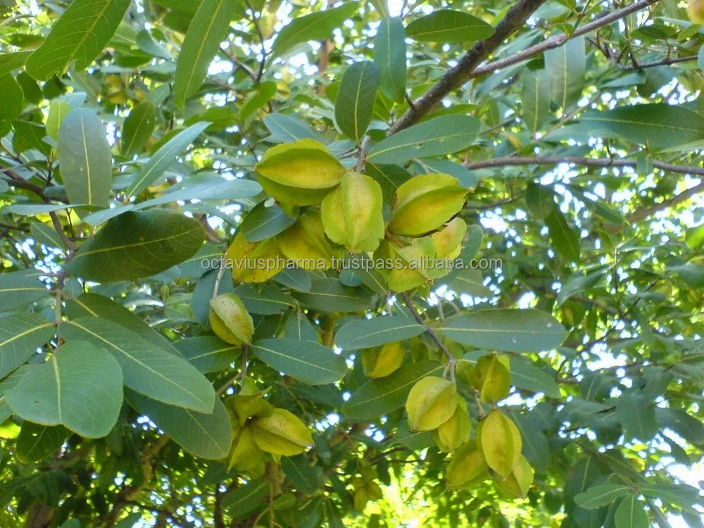 
Arjuna Capsules For Hypertension 