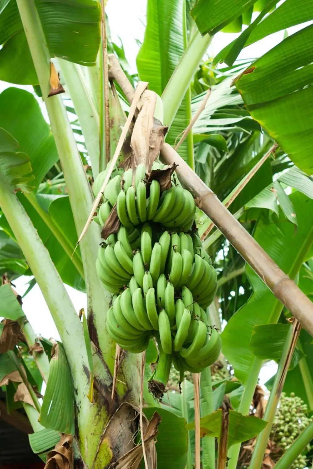 Organic Fertilizer for papaya and banana