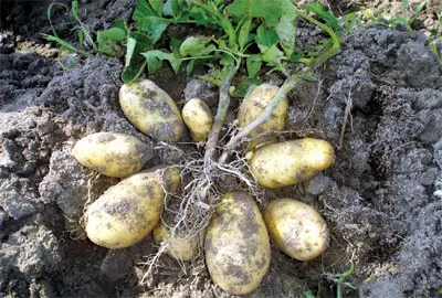 
Certificated Fresh Potato with factory price 