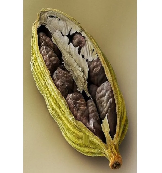 Anti Aging Cardamom Essential oil Bulk Supplier for Skin Care Production Cosmetic Raw Ingredients