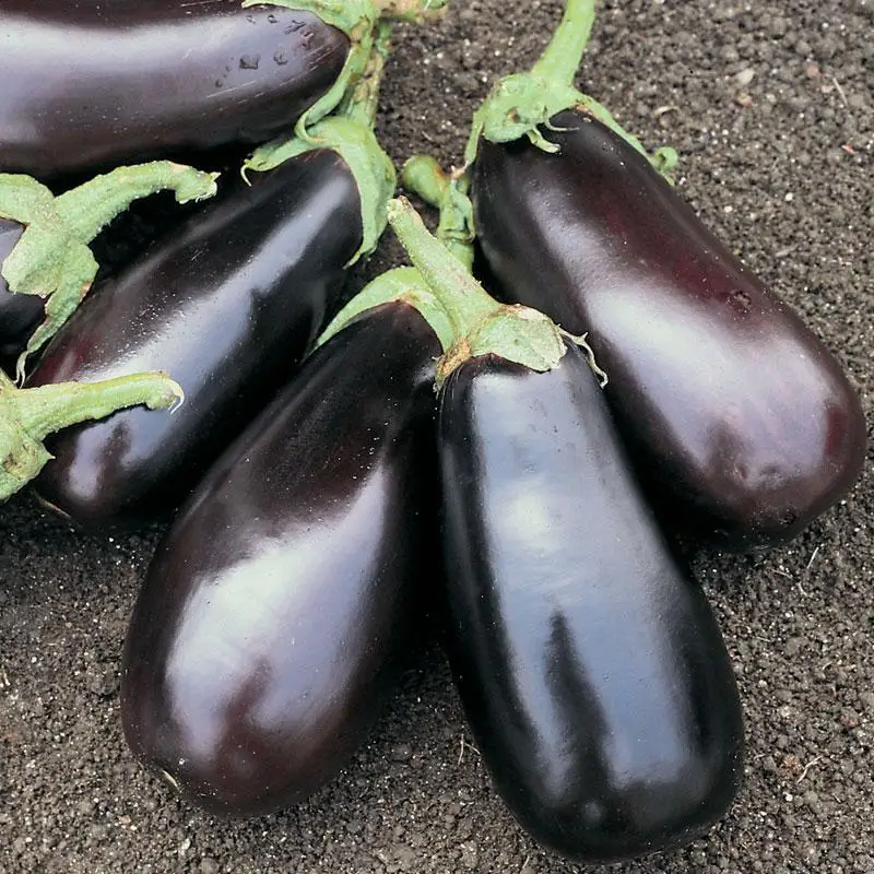 
egyptian Eggplant white & red high quality for sale 