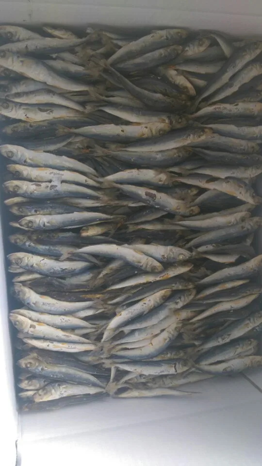 
Dried Round Scad Fish BODY BRC Piece Vacuum Pack Southern Puffer 