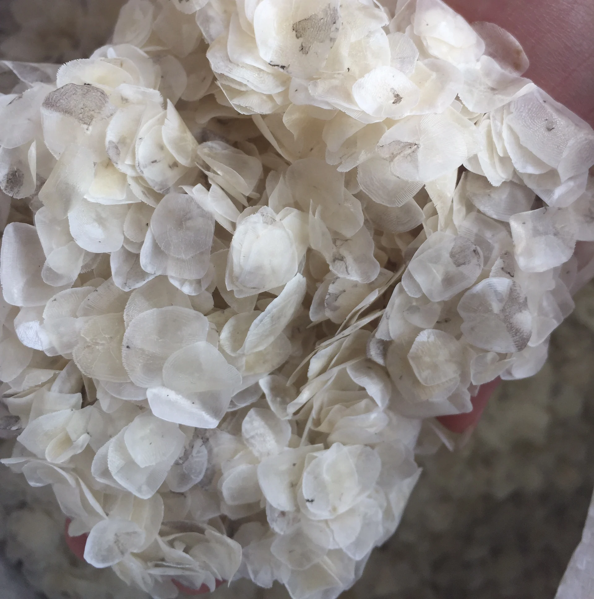 DRIED TILAPIA FISH SCALES IN VIETNAM/Ms. ELish +84 32 733 7049