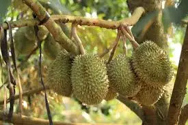 MONTHONG DURIAN очень высокое качество и Лучшая