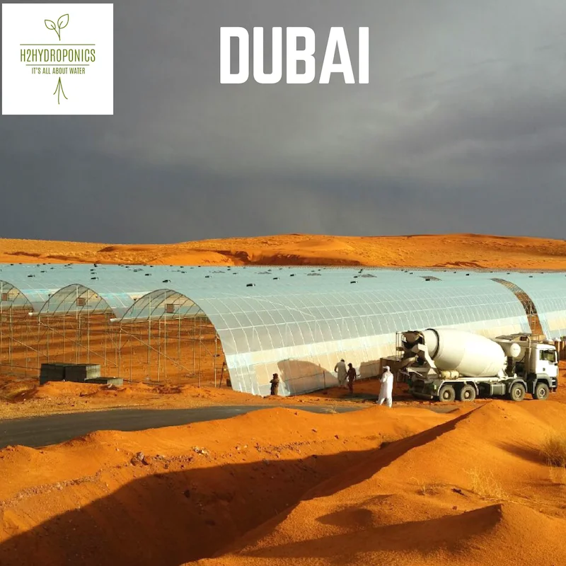 Greenhouse for Professional Growers and Cost Effective Vegetable Production