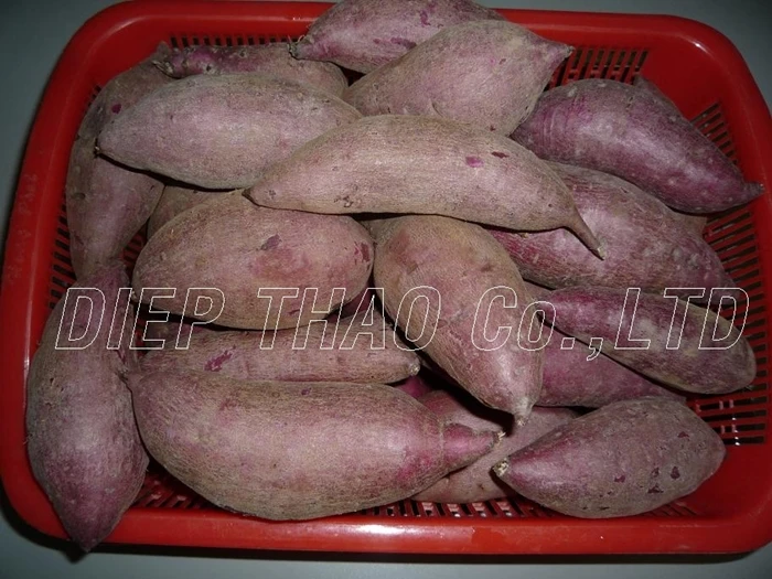 EXPORTING FRESH PURPLE YAM/ PURPLE SWEET POTATO