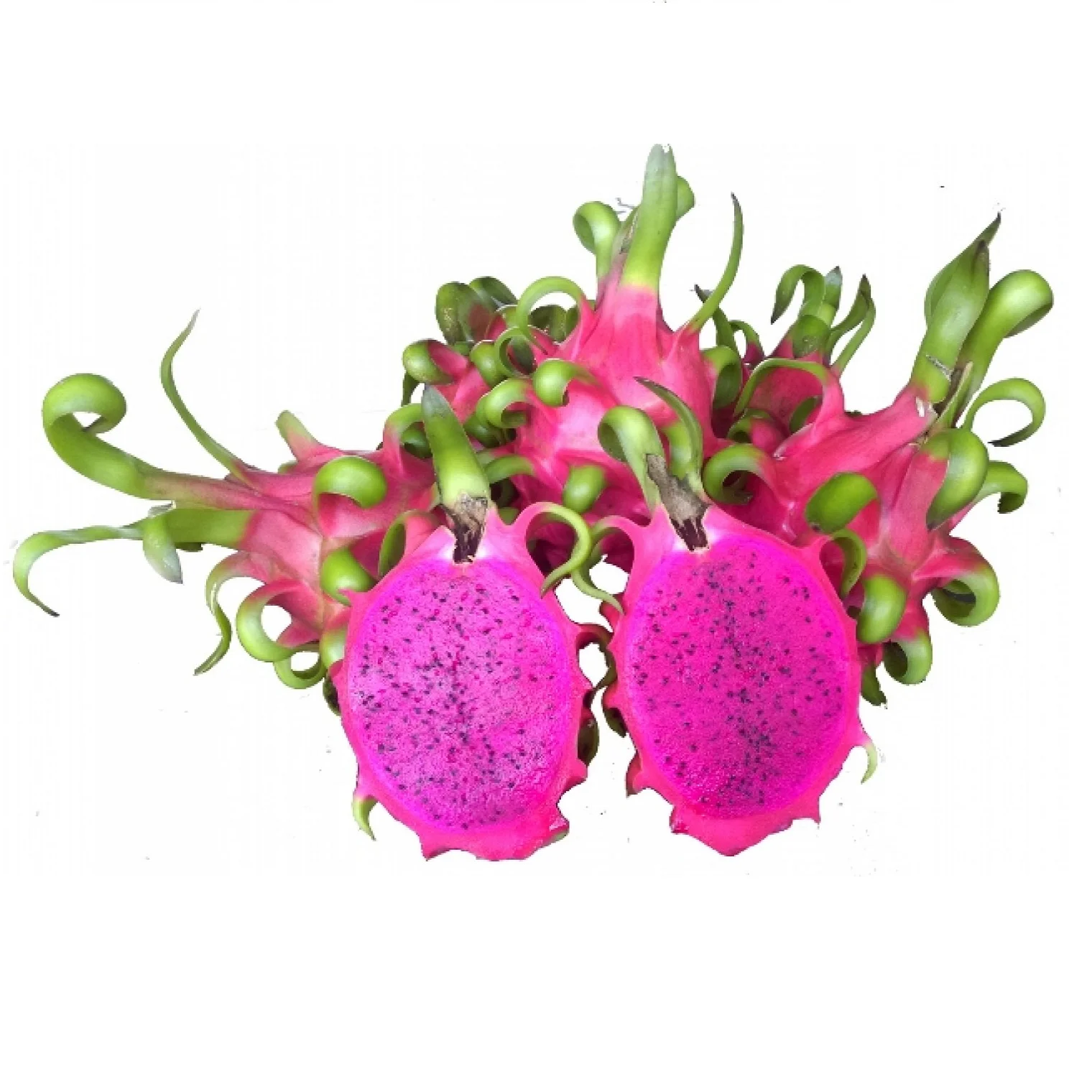 Red dragon fruit/ White dragon fruit vietnam