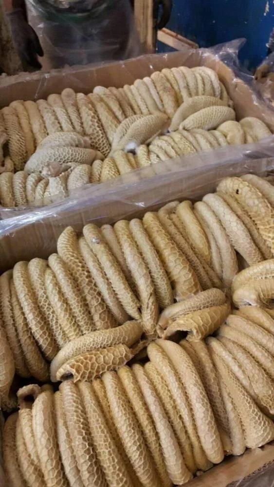 Beef Honeycomb / Beef Meat Honeycomb from Pakistan/ High Quality Clean and Fully Boiled