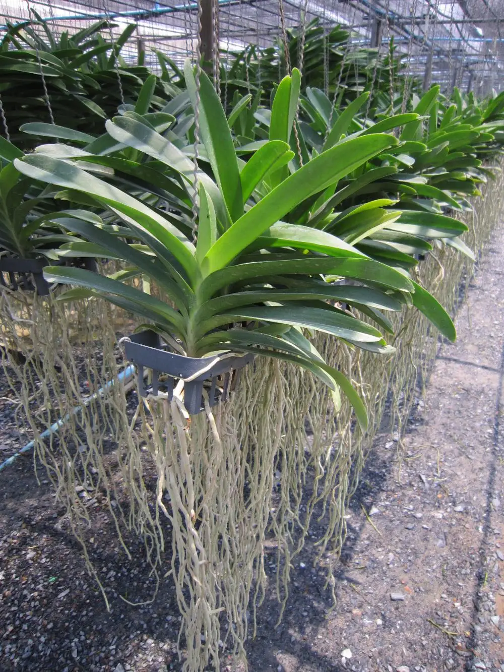  Тайская Орхидея Vanda горшочные растения Blue Vanda-Премиум качество Лучшая цена попробуйте